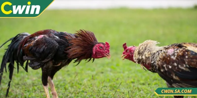 Cách Xem Đá Gà Tại Cwin Hướng Dẫn Toàn Tập Dễ Hiểu Nhất 3 Nắm ngay các mẹo khi xem đá gà tại nhà cái