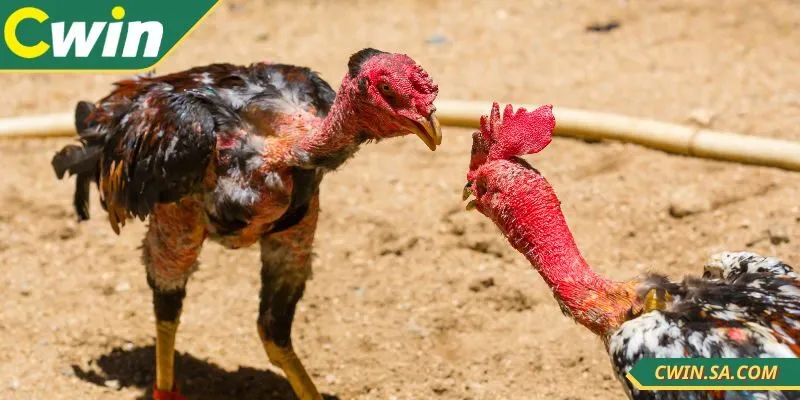 Cách Xem Đá Gà Tại Cwin Hướng Dẫn Toàn Tập Dễ Hiểu Nhất 2 Cách xem đá gà tại CWIN không quá phức tạp